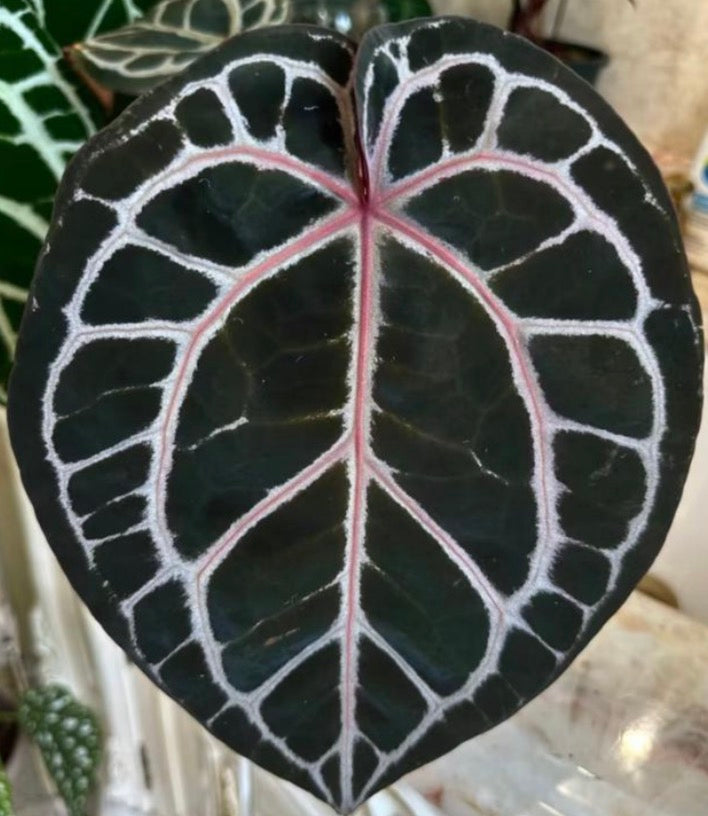 Anthurium Michelle TC précommande