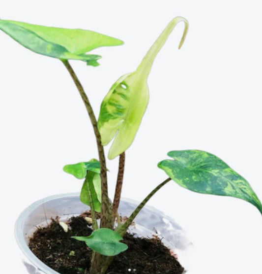 Alocasia Stingray Var TC Précommande