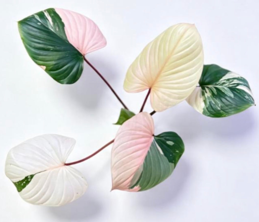 Homalomena Rubescens Pink Var TC Précommande
