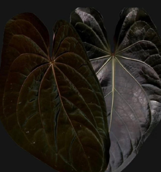 Anthurium Magnificum X Ace of Spades X Dark Phoenix TC précommande