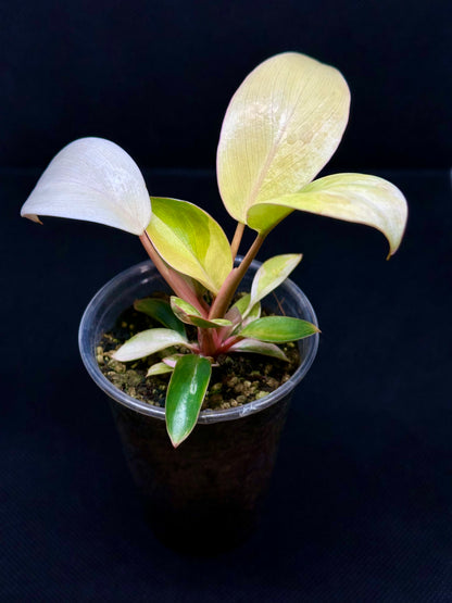 Philodendron Red Congo Variegata