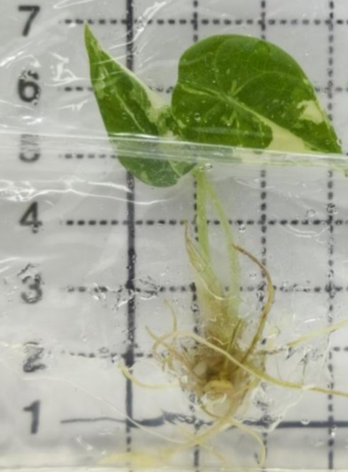 Alocasia Maharani Albo Var TC Précommande