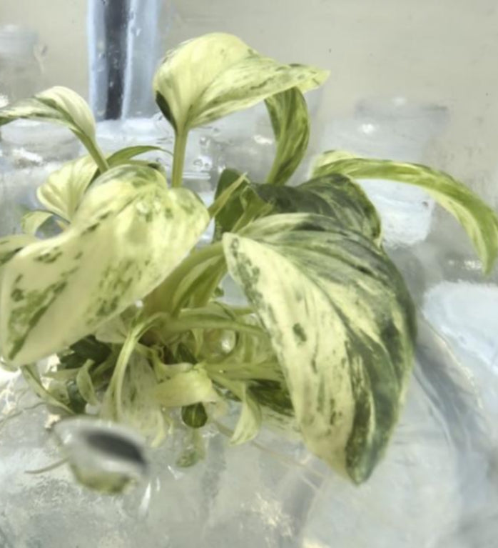 Homalomena Rubescens Cheese Var TC Précommande