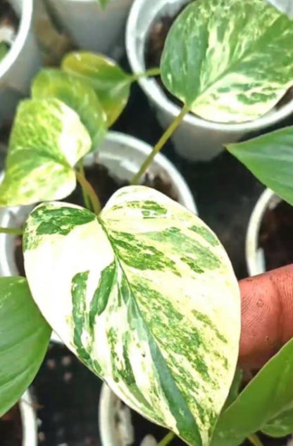 Homalomena Rubescens Cheese Var TC Précommande