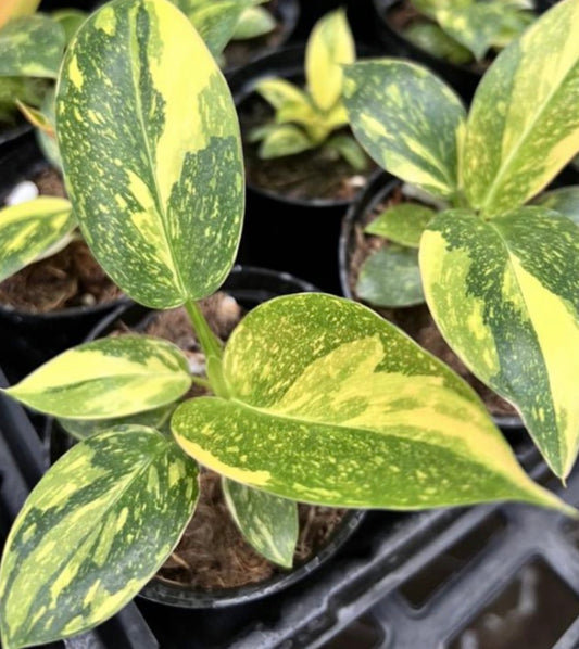 Philodendron Green Congo Var TC Précommande