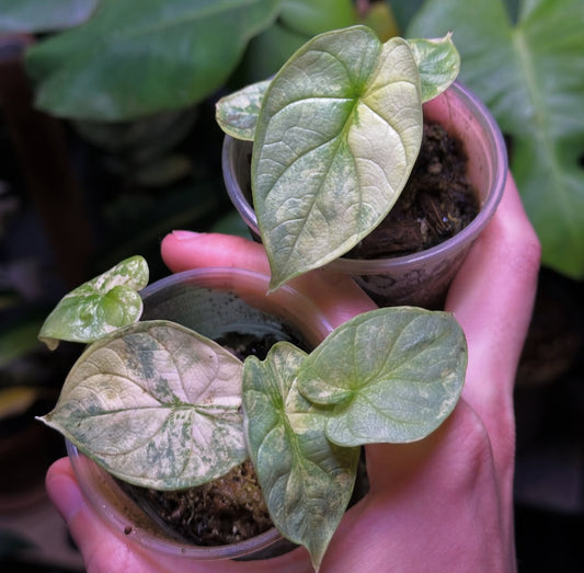 Alocasia Silver Dragon Aurea Var TC Précommande