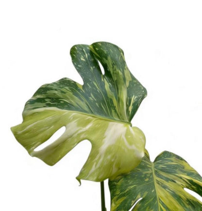 Monstera Electrolight tricolore TC précommande