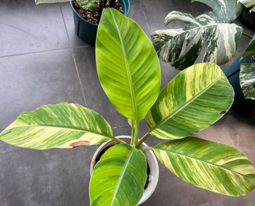 Musa Aurea Var TC Précommande