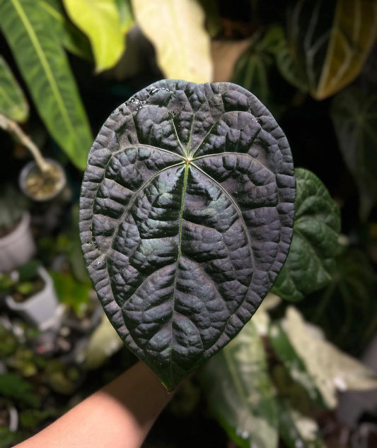 Anthurium Forgetii X Luxurians TC Précommande