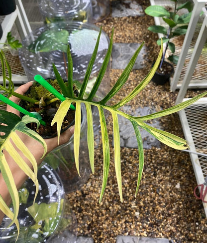 Philodendron Tortum Var TC Précommande