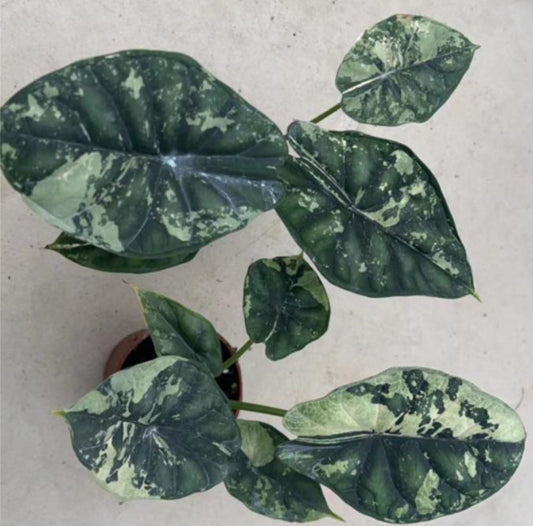 Alocasia Dragon Scale Marble Var TC Précommande