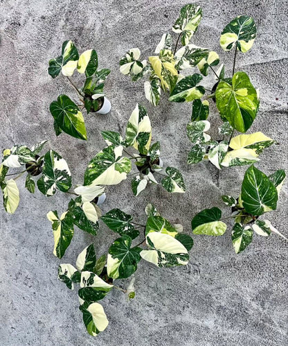 Philodendron Gloriosum Tricolor Var TC Précommande