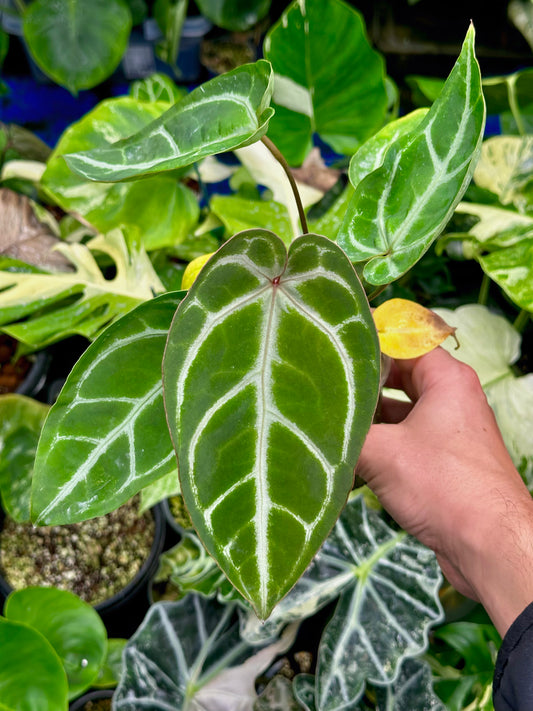 Anthurium FTG X Dorayaki
