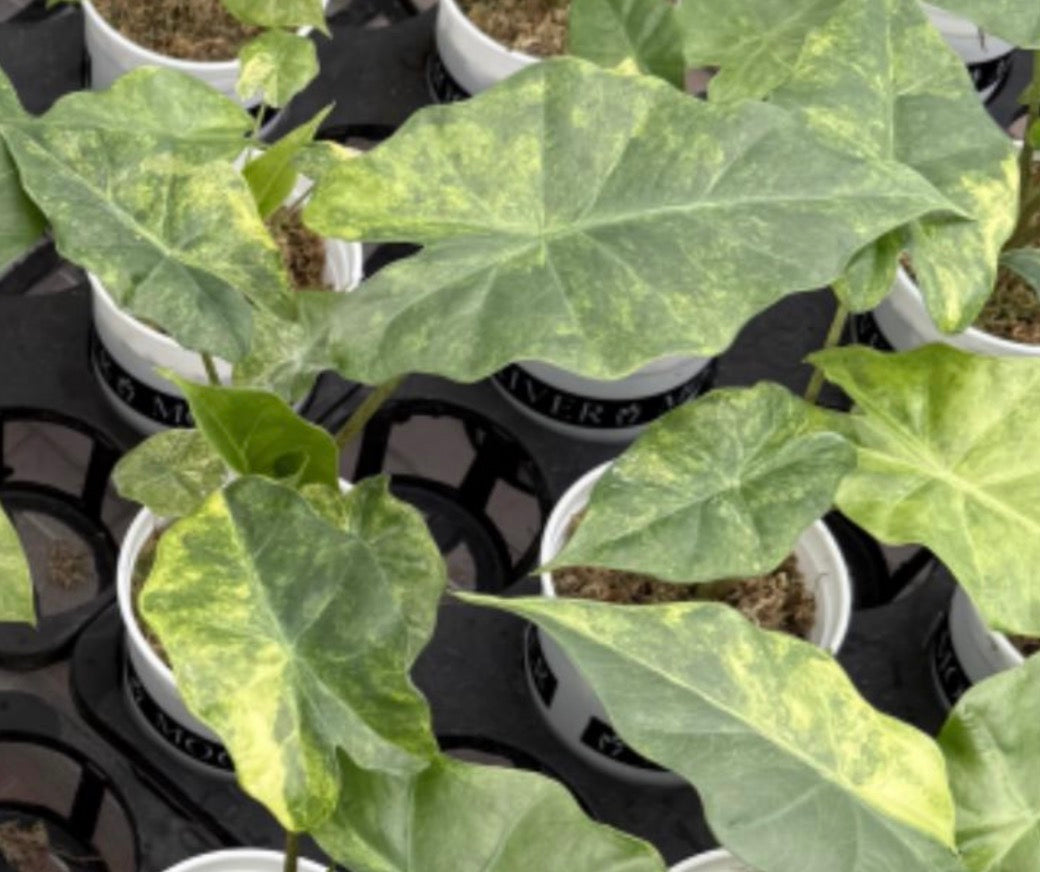 Alocasia Portodora aurea Var TC Précommande