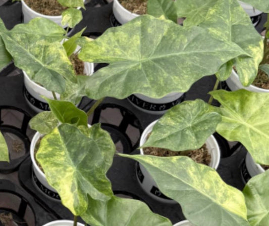 Alocasia Portodora aurea Var TC Précommande