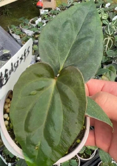 Anthurium Dressleri X Papillilaminum Fort Shertman TC précommande