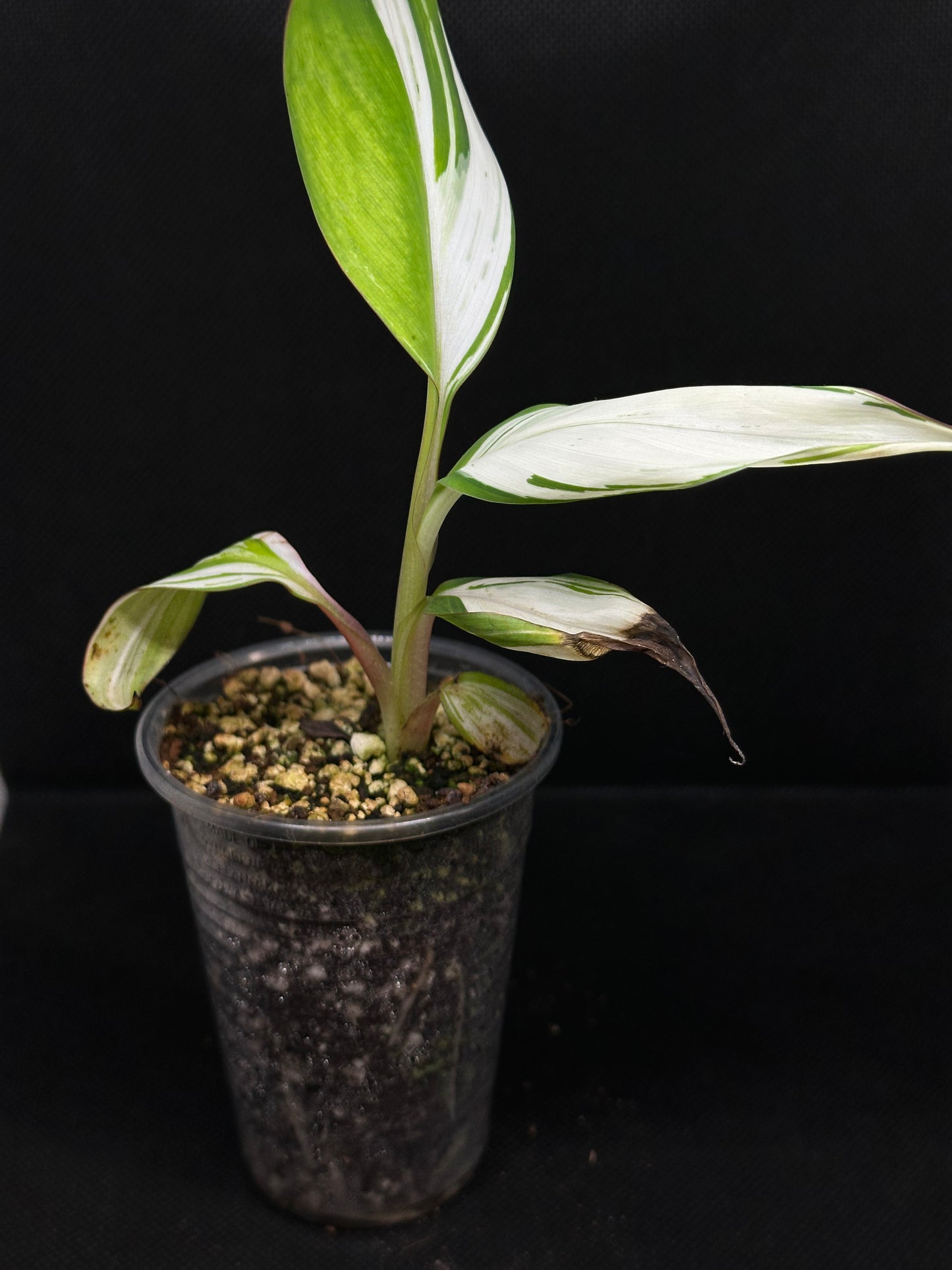 Bananier Musa Hawaï Albo Variegata