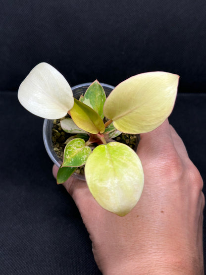 Philodendron Red Congo Variegata