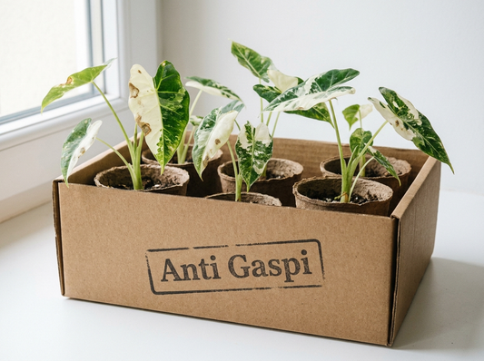 Panier sauvetage Alocasia