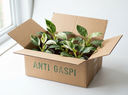 Panier sauvetage Philodendron