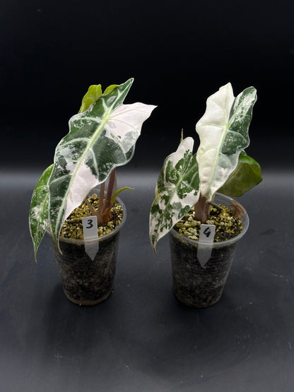 Alocasia polly pink snowflake