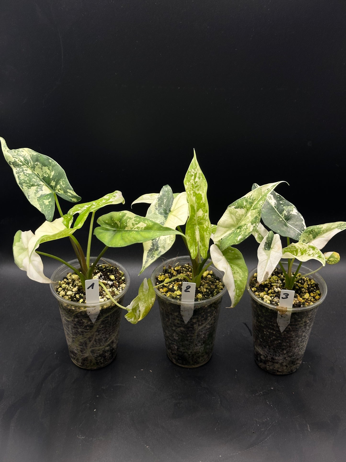 Alocasia Simpo Albo Variegata
