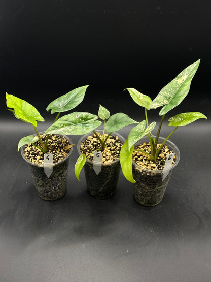 Alocasia Simpo Albo Variegata