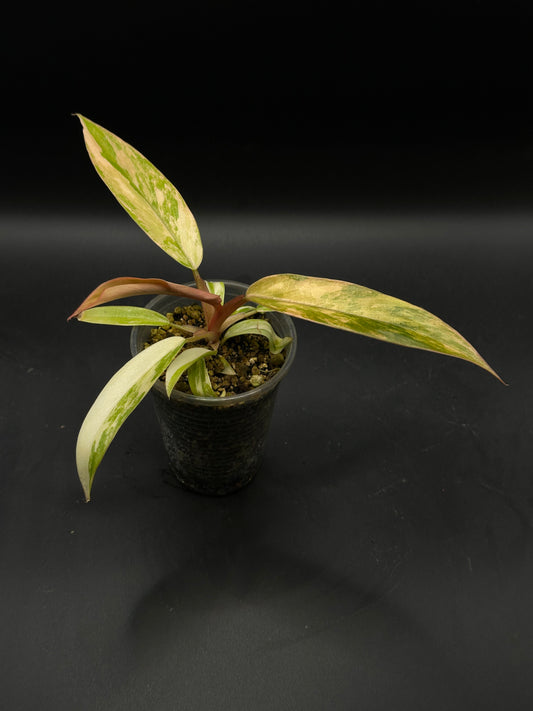 Philodendron caramel marble
