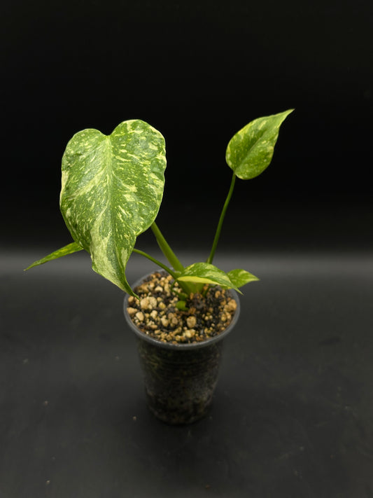 Monstera Electrolight