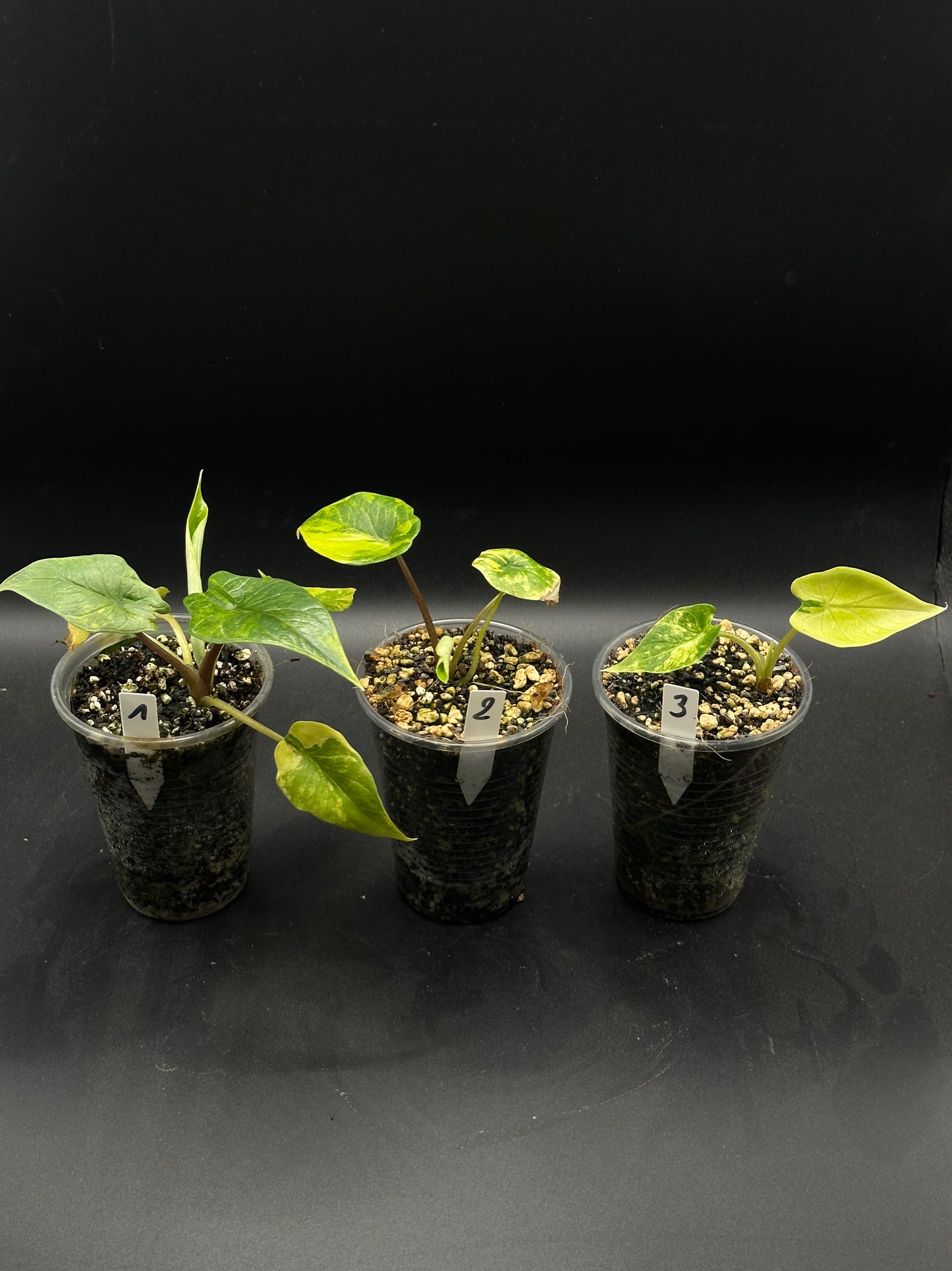 Alocasia Scalprum Aurea
