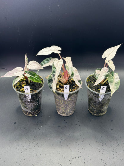 Alocasia Bambino Lava Pink