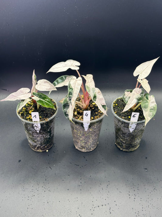 Alocasia Bambino Lava Pink