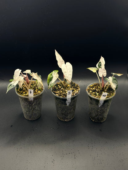 Alocasia Bambino Lava Pink