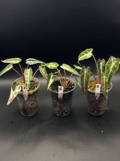 Alocasia Bambino Aurea