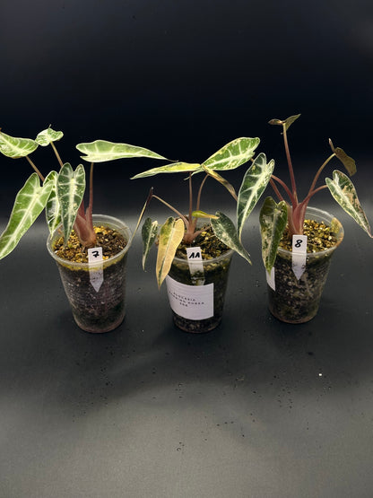 Alocasia Bambino Aurea