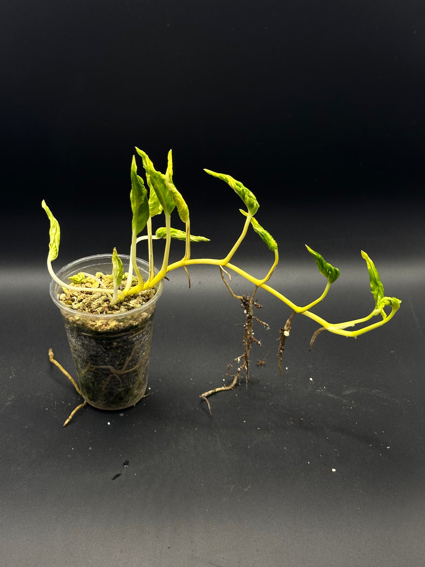 Epipremnum teruno love song