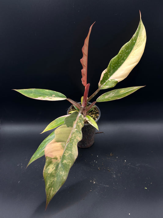Philodendron caramel marble