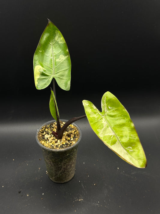 Alocasia Black Stem Variegata