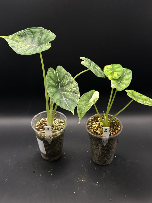 Alocasia dragon scale albo variegata