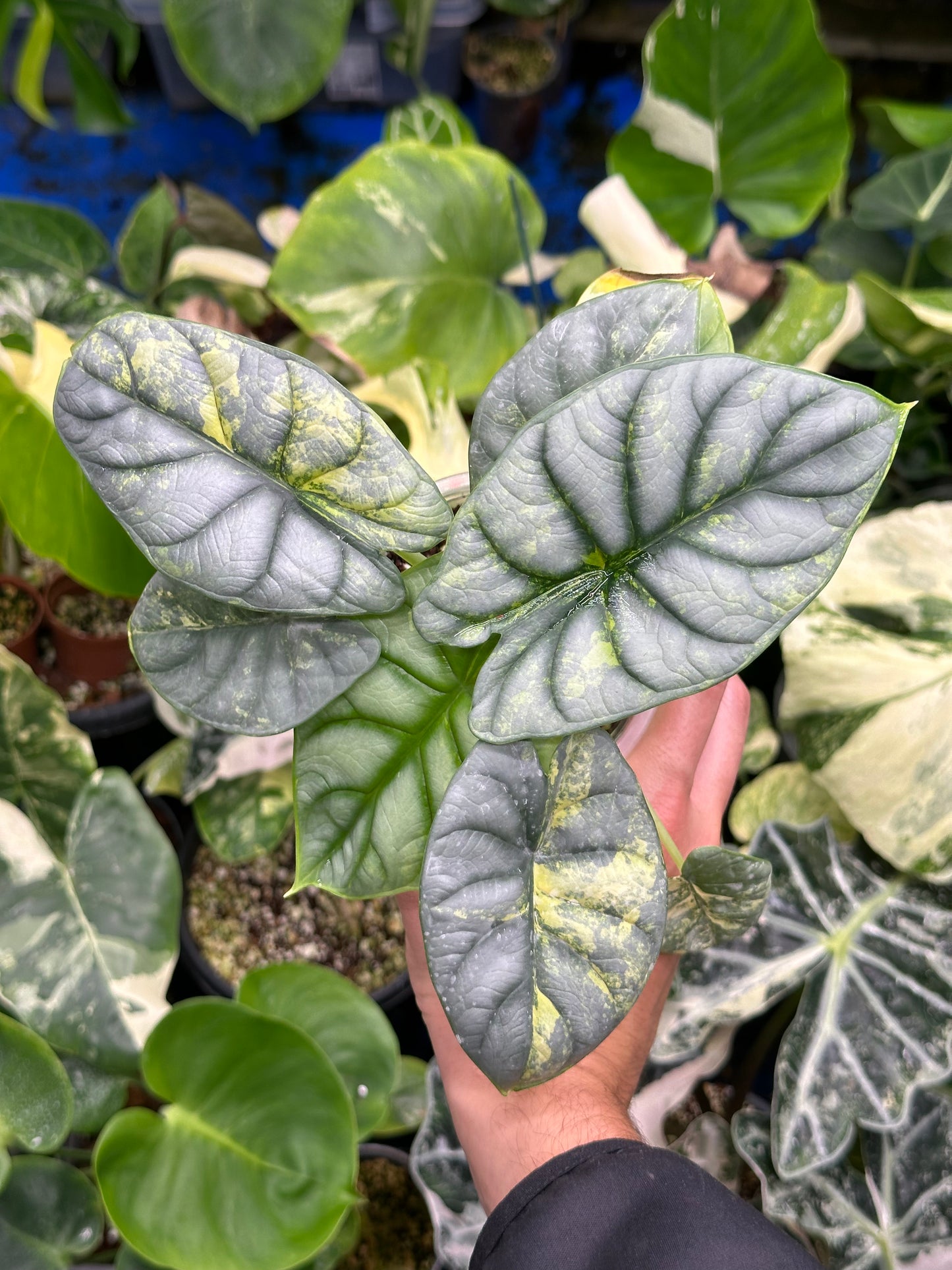 Alocasia Silver dragon aurea variegata