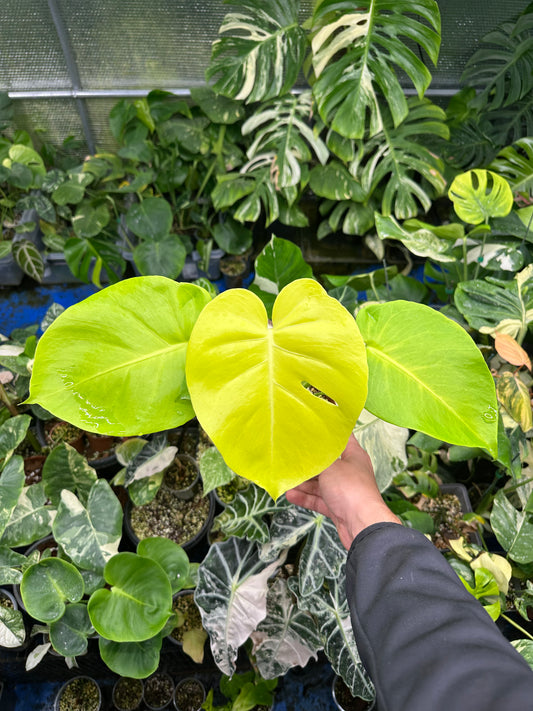 Monstera néon lemon lime M/L