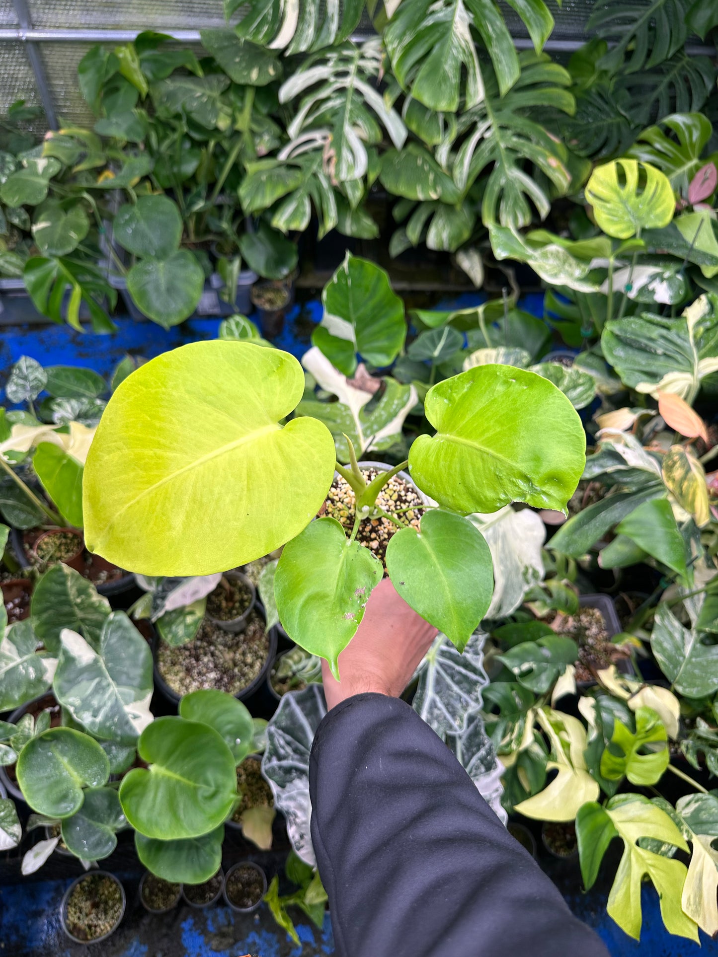 Monstera néon lemon lime M/L