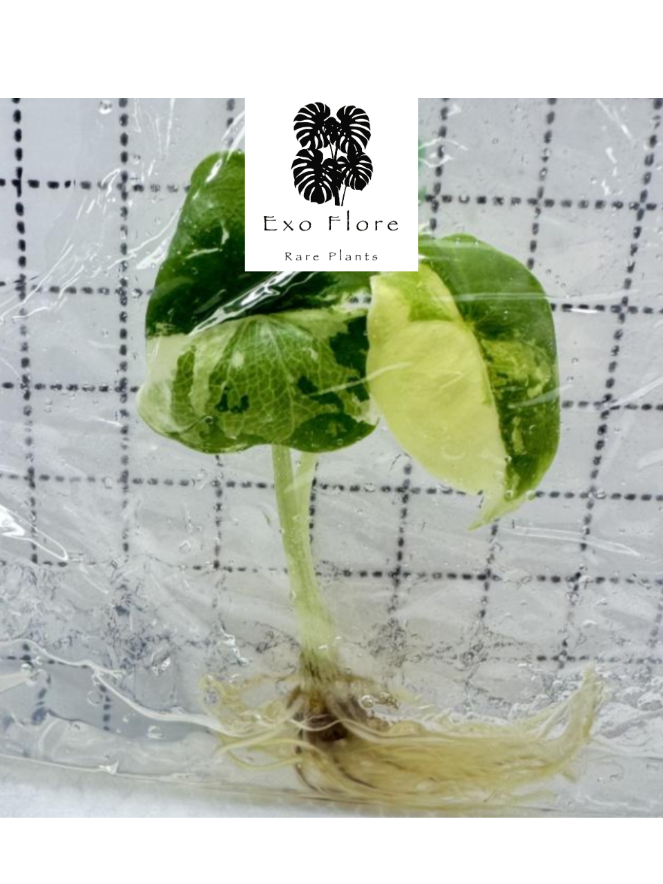 Alocasia Melo Albo Var TC Précommande