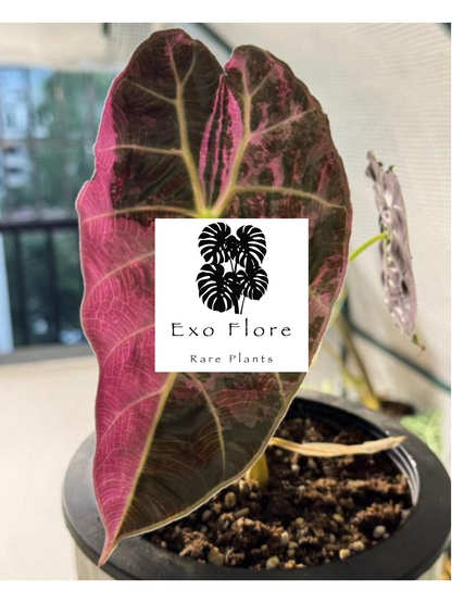 Alocasia Watsoniana Var TC Précommande
