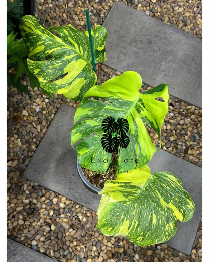 Monstera Electrolight TC Précommande