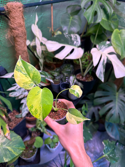 Monstera Yellow Marilyn TC Précommande