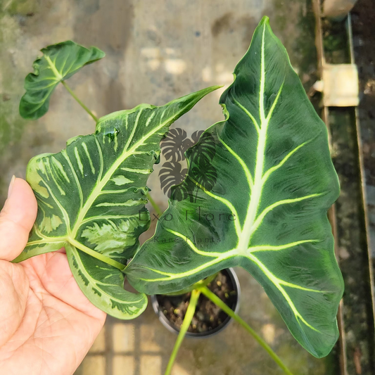 Alocasia Frydek Tattoo TC Précommande