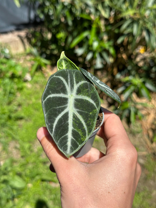 Alocasia Ninja Variegata