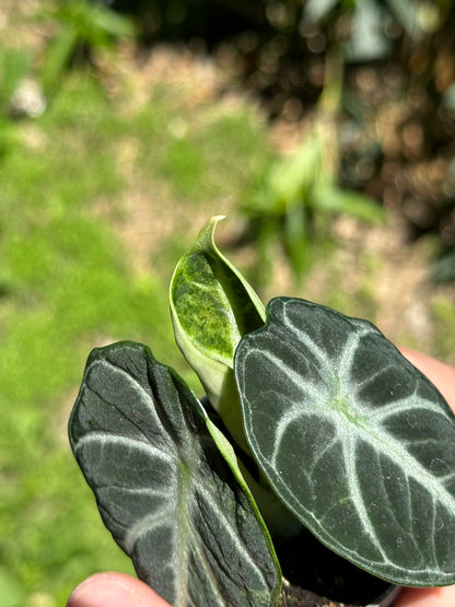 Alocasia Ninja Variegata