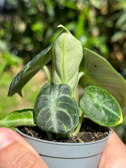 Alocasia Ninja Variegata